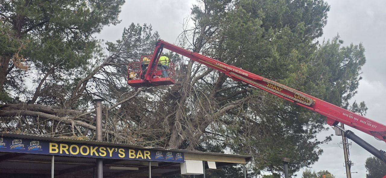 Making the grounds safe: the 2025 tree clean-up — photo 2